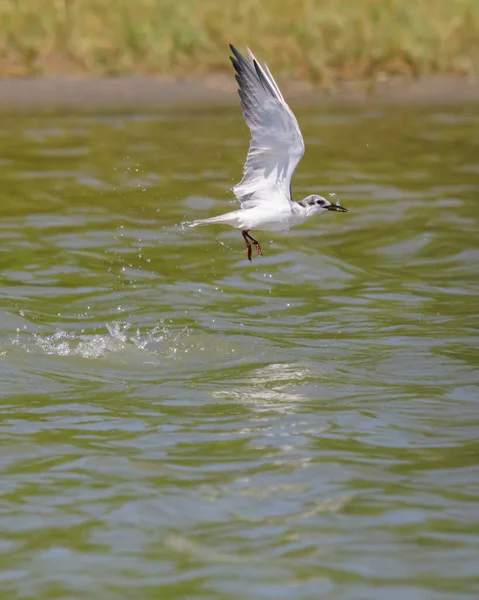 Whiskered Tern Exitoso Intento Pesca Lago Coger Pequeño Pez Emerger — Foto de Stock