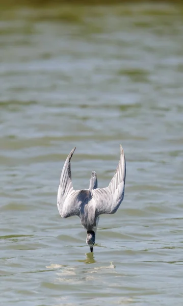 Pássaro Caçando Ação Mergulhando Rápido Lago Água Doce Conceito Entre — Fotografia de Stock