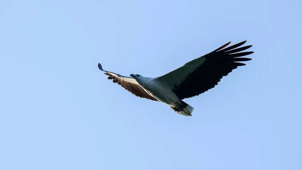 白腹海鹰 Haliaeetus Leucogaster 在蓝天的近照中翱翔 — 图库照片