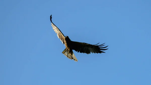 傍晚时分 雄鹰在晴朗的蓝天下飞翔 展开翅膀 在空中自由滑翔 — 图库照片