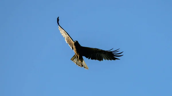 Aquila Volo Contro Cielo Azzurro Chiaro Sera Allarga Ali Scivola — Foto Stock