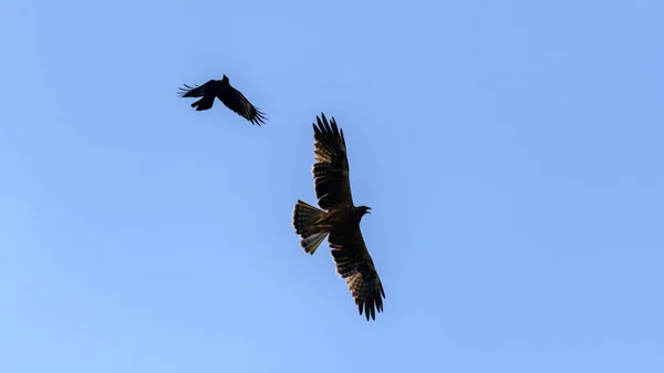 乌鸦追逐着蓝天下的大鹰 — 图库照片