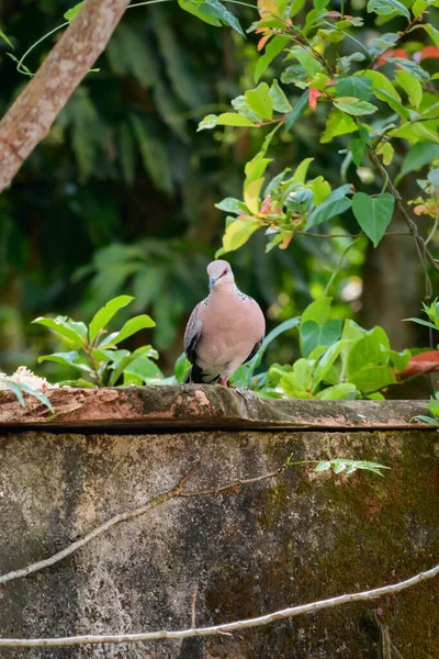 Une Colombe Tachetée Pattes Mangeant Perchée Sur Mur Frontière — Photo