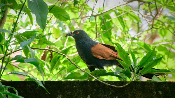大咳嗽鸟栖息在围墙上的近照 斯里兰卡红眼美丽的小鸟 — 图库照片