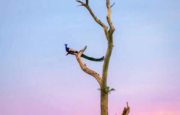 在乌达瓦拉瓦国家公园美丽的风景中 蓝色孔雀高高地栖息在一棵光秃秃的树上 晚上的照片映衬着五彩斑斓的天空背景 — 图库照片