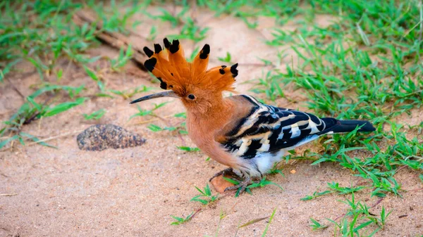 Hoopoe Födosök Marken Ses Udawalawe Nationalpark Safari Vacker Exotisk Fågel — Stockfoto