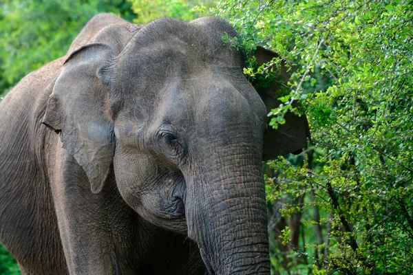 Großer Asiatischer Elefantenkopf Großaufnahme Futtersuche Durch Das Gebüsch Udawalawa Nationalpark — Stockfoto
