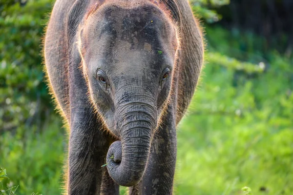 Niedliche Baby Elefant Zusammengerollt Den Rüssel Gras Essen Tierporträtfotos Aus — Stockfoto