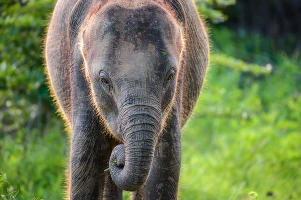 Niedliche Baby Elefant Zusammengerollt Den Rüssel Gras Essen Tierporträtfotos Aus — Stockfoto