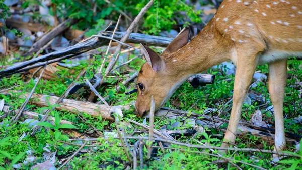 放牧鹿クローズアップ撮影 スリランカの軸鹿上Udaawalaware森林 — ストック写真