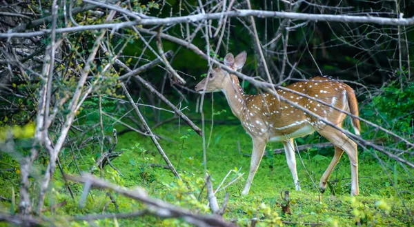 ウダワラワ国立公園のサファリの森の日陰に見られる孤独なスリランカのアクシス鹿 — ストック写真