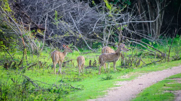 Manada Ciervos Del Eje Sri Lanka Pastoreando Hierba Fresca Bosque — Foto de Stock