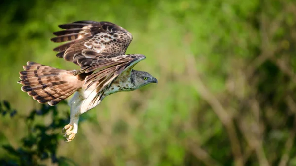 Crested Hawk Eagle Bird Flight Close Eagles Hunting Prey Action — Stock Photo, Image