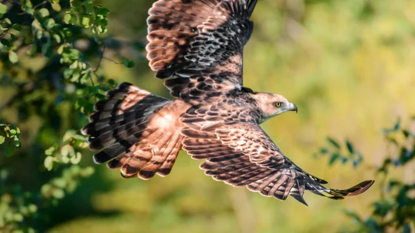 Majestueuze Hawk Eagle Vogel Vlucht Close Foto — Stockfoto