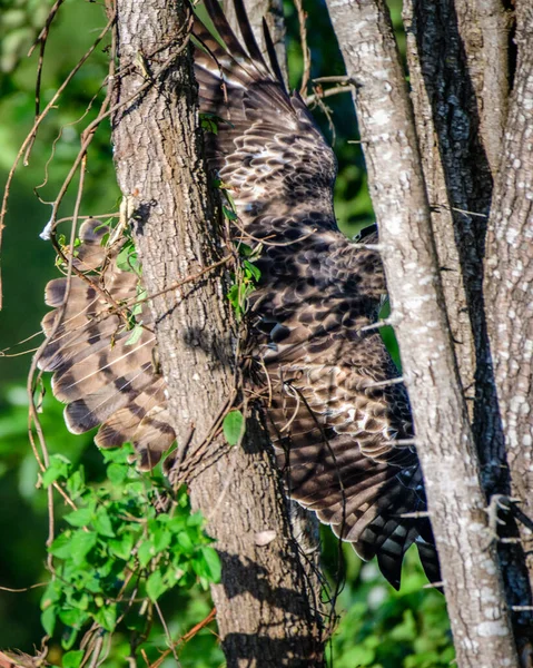 Αετός Που Πετάει Πίσω Από Δέντρο Τέλειο Καμουφλάζ Στην Άγρια — Φωτογραφία Αρχείου