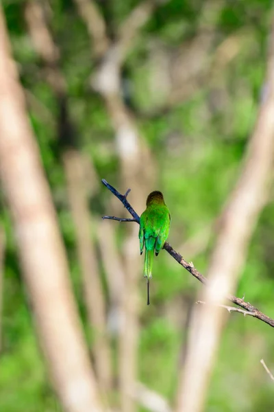 亚洲食绿鸟 坐在荆棘上 从鸟的背面看 — 图库照片