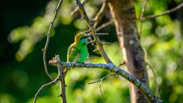 Bel Oiseau Apiculteur Bronzant Dans Chaleur Soleil Soir Oiseau Mignon — Photo
