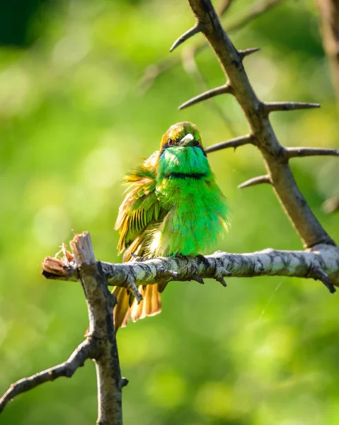 Bellissimo Persico Uccello Mangiatore Api Verde Ramo Albero Rotto Prendere — Foto Stock