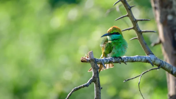 Green bee-eater bird perch on a broken bare tree branch and sunning. Cute bee-eater bird isolated against Natural bokeh background. Beautiful wildlife photograph.