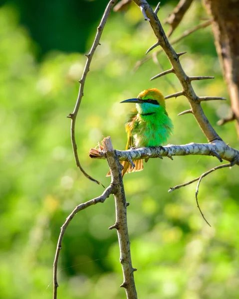 Piccolo Uccello Mangiatore Api Verde Isolato Sullo Sfondo Naturale Bokeh — Foto Stock