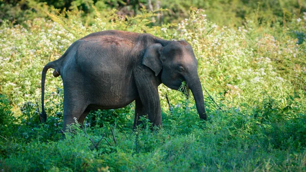 Junger Asiatischer Elefantenkot Beim Weiden Auf Der Wiese — Stockfoto
