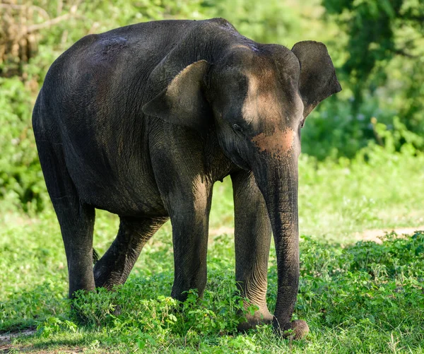 Elefante Selvagem Sri Lanka Descansando Sob Sombra Floresta Udawalawe — Fotografia de Stock