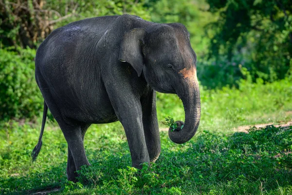 Elefante Sacó Racimo Hierba Trae Boca Sombra Del Sol Noche — Foto de Stock