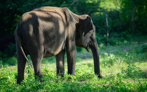 Viejo Cansado Elefante Asiático Pastando Hierba Cerca Del Abrevadero Parque — Foto de Stock