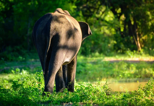 Elefante Asiático Acercándose Cuenca Natural Por Noche Vista Parte Trasera — Foto de Stock