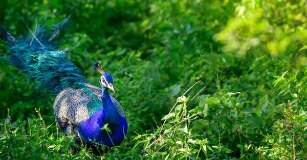 Niebieskie Pawie Zbliżenie Portret Piękny Dziki Samiec Pawi Żerujący Trawiastej — Zdjęcie stockowe