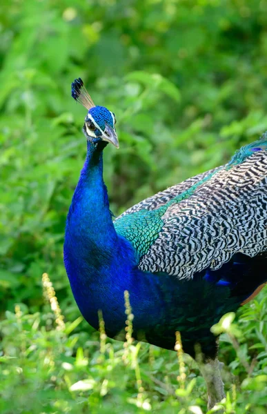 Modrý Peafowl Dívá Kamery Ráno Spatřen Safari Národního Parku Udawalawa — Stock fotografie