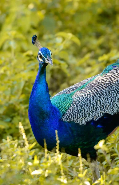 Niebieski Paw Patrzący Kamerę Zauważono Rano Parku Narodowym Udawalawa Safari — Zdjęcie stockowe