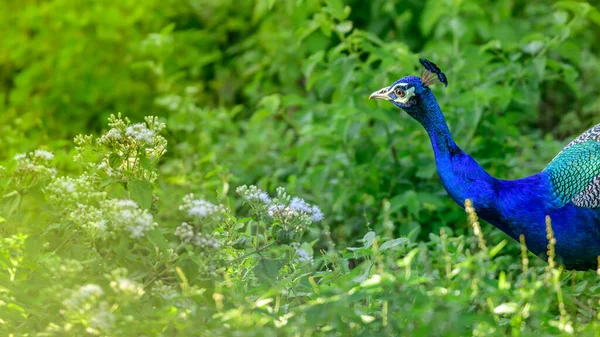 Paw Indyjski Widziany Rano Parku Narodowym Udawalawa Safari Jaskrawo Kolorowy — Zdjęcie stockowe