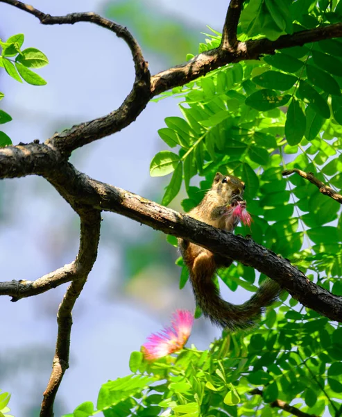 Driestreepte Palmeekhoorn Die Een Bloem Eet — Stockfoto