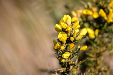 Horton Plains Ulusal Parkı 'ndaki yaygın gorse (Ulex europaeus) dikenli çalı istilacı çiçek bitkisi.