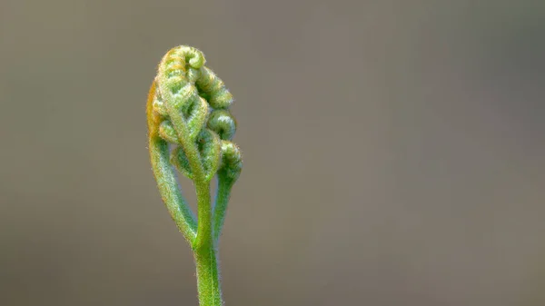 Spiral Eğreltiotu Yaprağı Filizlenir Yakın Çekim Açılır Yeni Büyüme Konsepti — Stok fotoğraf