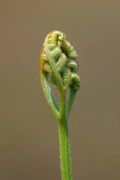 Spiral Eğreltiotu Yaprağı Filizlenir Yakın Çekim Açılır Yeni Başlangıç Konsepti — Stok fotoğraf