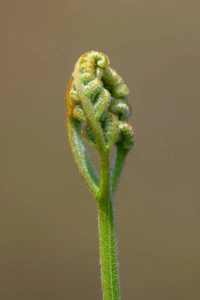 Spiral Ormbunksblad Groddar Upp Närbild Skott Början Koncept — Stockfoto