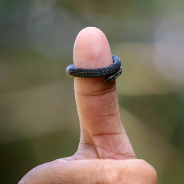 Common Rough Sided Snake Wrapped Finger — Stock Photo, Image