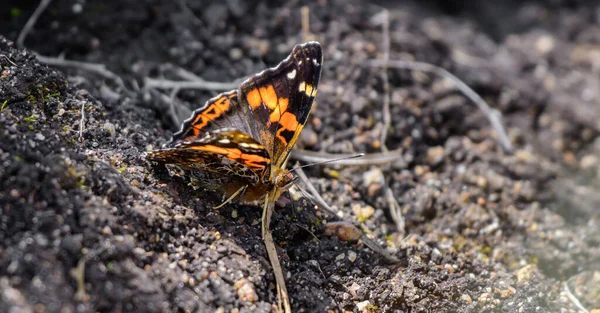霍顿平原国家公园 美丽的红蝴蝶栖息在地面上 — 图库照片
