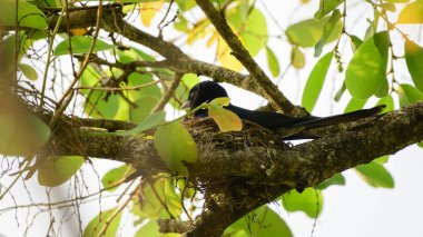 Çatal kuyruklu drongo kuşu yuvalanır, yuva yaprakların içinde gizlidir..