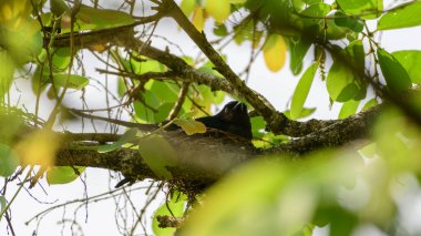 Yuvada oturan çatal kuyruklu drongo kuşu, yuva yaprakların içinde gizlidir. Yumurtaları korumak.
