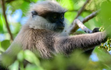 Mor yüzlü langur ağaçtaki yabani meyvelere uzanıyor, yakın plan fotoğraf..