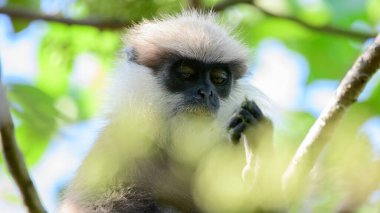 Güzel mor suratlı langur maymunun düşünceli yüzü, yakın plan fotoğrafı. Sri Lanka 'da endemik maymun türü.