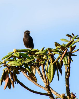 Pied Bushchat erkek kuş Horton Plains Ulusal Parkı 'ndaki ağaç yapraklarının tepesine tünedi.