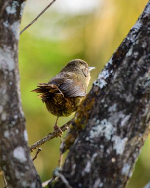 Sri Lanka çalı bülbülü, sabah Horton Plains Ulusal Parkı 'nda görüldü..