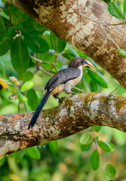 Sri Lanka Gray Hornbill Ocyceros Gingalensis Perch Cashew Tree Hiyare —  Fotos de Stock