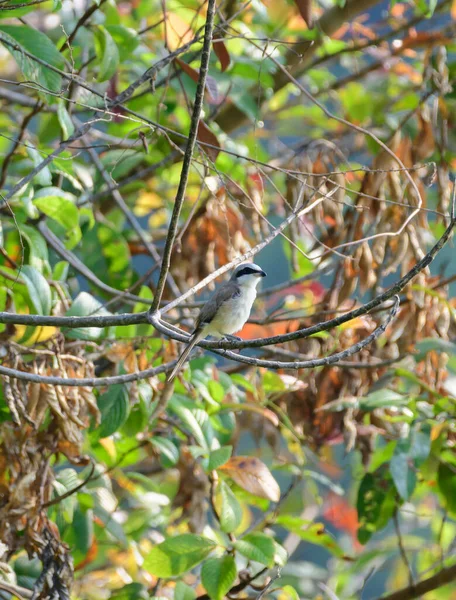 Brown Shrike Bird Perch Branch Spotted Hiyare Reservoir — Foto de Stock