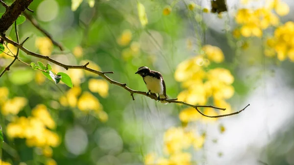 Witwenkbrauwstaart Vogel Neergestreken Een Boomtak Prachtige Lente Achtergrond — Stockfoto