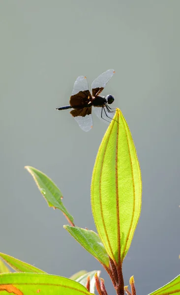 Sapphire Flutterer Dragonfly Sits Top Green Leaf Beautiful Dark Blue — Stock Photo, Image